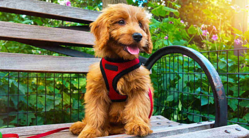 dog designer harnesses