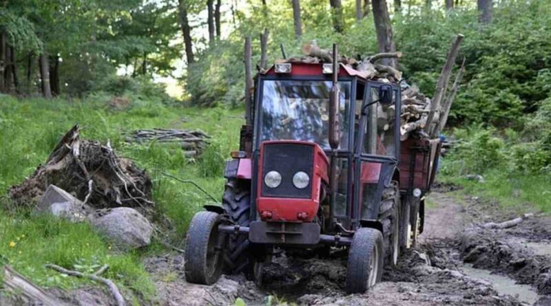 Tree Removal